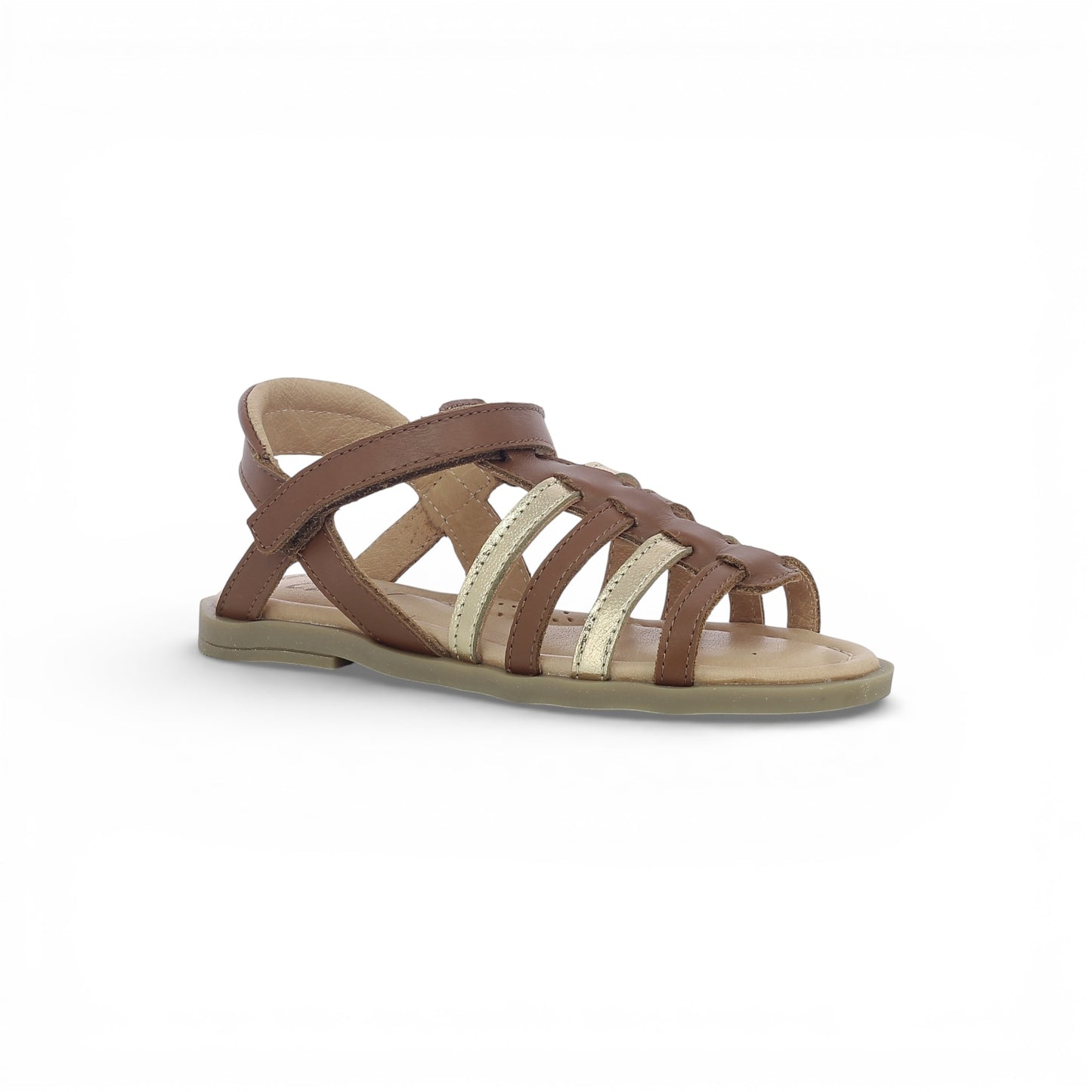 Cassiopée - Camel Doré
